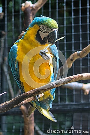 Large colorful South American macaw ara parrot sitting outdoor close up. Stock Photo