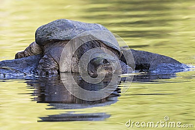 Large Common Snapping Turtle basking on a rock - Ontario, Canada Stock Photo