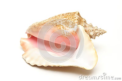 Large Conch Shell Stock Photo