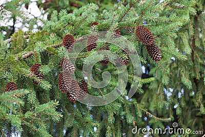 Large cones grow on a green spruce branch Stock Photo