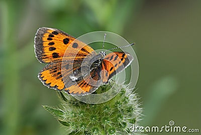 Large Copper Butterfly Stock Photo