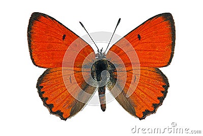 Large Copper (Lycaena dispar) Stock Photo