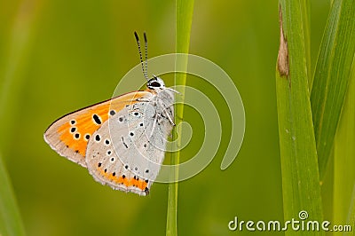 Large Copper Stock Photo