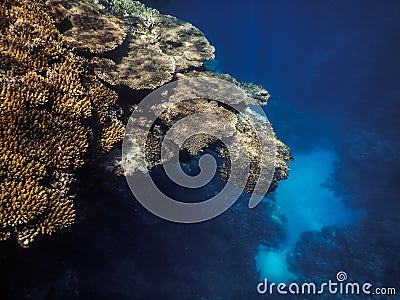 large coral overhang and wide blue deep while diving in the red sea Stock Photo