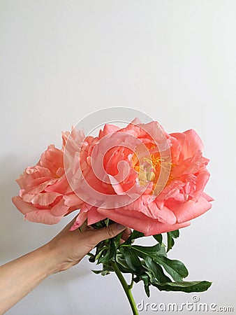 Large coral peonies Stock Photo