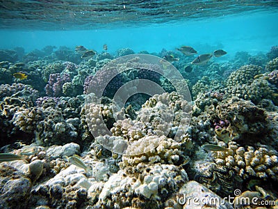 Large coral reef seabed Stock Photo