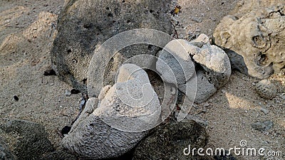 Large coral rocks by the beach Stock Photo