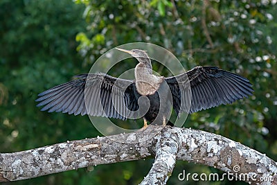 Large cormorant spreads his wings to dry Stock Photo
