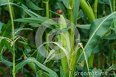 A large cornfield. Ripe corn cobs and green leaves close-up. A farm for growing corn for livestock feed Stock Photo