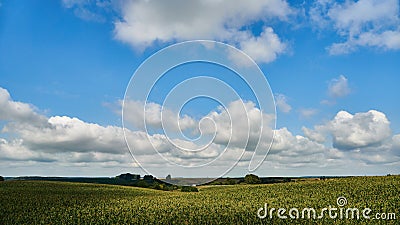 A large cornfield. Summer landscape. An ecologically clean region for growing agricultural products without chemicals and Stock Photo