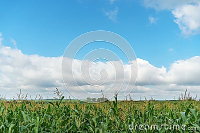 A large cornfield and white fluffy clouds. A farm for growing corn for cattle feed Stock Photo