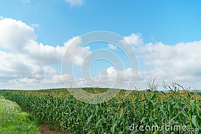 A large cornfield and white fluffy clouds. A farm for growing corn for cattle feed Stock Photo