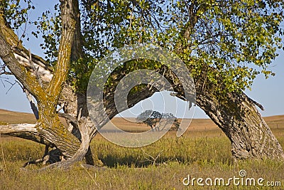 Large Cottonwood Tree Arch at Kansas Tallgrass Prairie Preserve Stock Photo