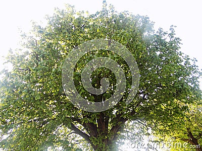 Large country tree Stock Photo