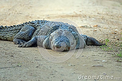 A large crocodile lies on a dirt road. Stock Photo