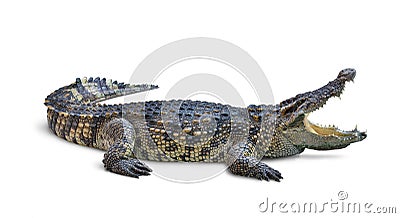 Large Crocodile open mouth Stock Photo