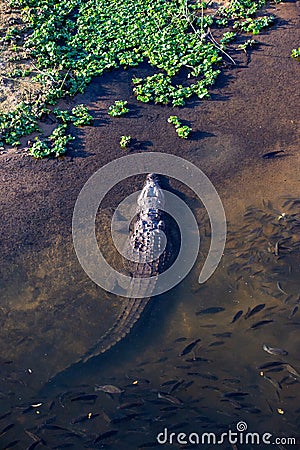 A large crocodile, photographed in its natural habitat. Stock Photo