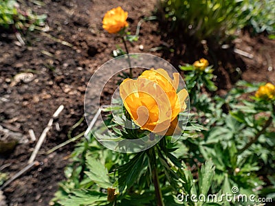 The cup-shaped orange flower blossoms of the Siberian Globe Flower (Trollius altaicus) flowering in the garden in spring Stock Photo