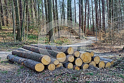 Large cut down trees in a forest Stock Photo