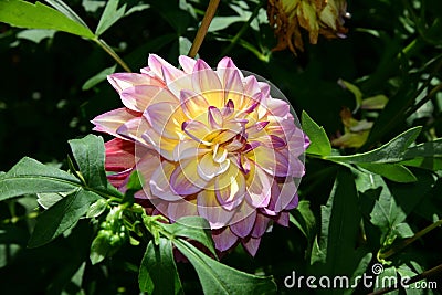Large Dahlia 'Sagitta' flower with luminous petals, basking in the warmth of the sun Stock Photo