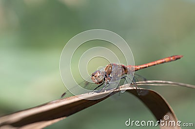 A large darter dragonfly with a red abdomen sits on a dry reed leaf. The background is green. The sun is Stock Photo