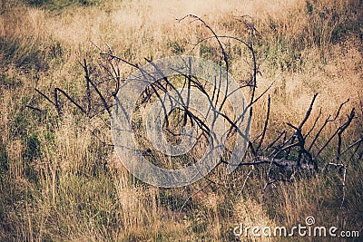 Large dead branch in dry grass Stock Photo
