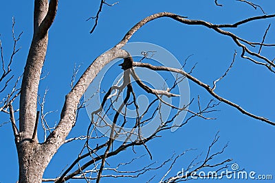 LARGE DEAD TREE WITH GREY BRANCHES AND TRUNK AGAINST BLUE SKY Stock Photo