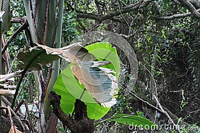 LARGE DECAYING BROWN LEAF IN A SUBTROPICAL FOREST Stock Photo