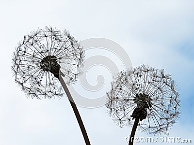 Large decorative metal garden structure in the shape of a dandelion flower, Bremgarten - Switzerland Schweiz Stock Photo