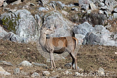Large deer in a rocky environment Stock Photo
