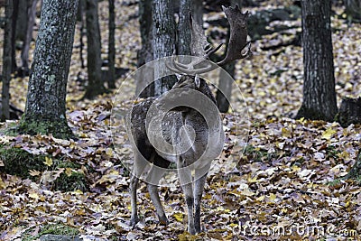 Large deer in the woods Stock Photo