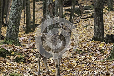 Large deer in the woods Stock Photo