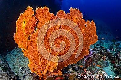 Large, delicate Gorgonian Seafan on a coral reef in the Andaman Sea Stock Photo