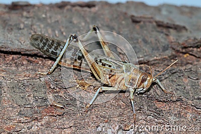 Large desert grasshopper Stock Photo