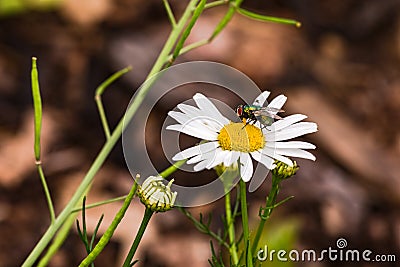 A large detached white flower a daisy with a blowfly on a meadow in Germany Stock Photo