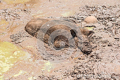 Large dirty black wild pig laying in the mud Stock Photo