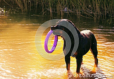Large dog breed rottweiler standing in the water and holding a toy hoop Stock Photo