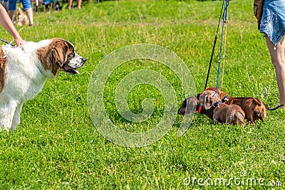 Large dog breed Russian watchdog on a leash aggressively looks at small dogs of the dachshund breed Stock Photo