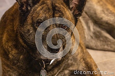 a large dog laying on the floor staring at the camera Stock Photo