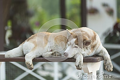 Large dog sleepy Stock Photo