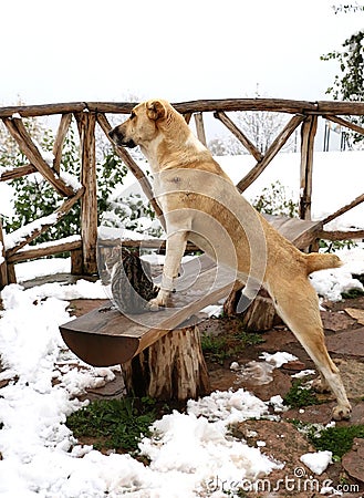 A large dog and a small grey-white cat are watching from the wooden bench and snow, a symbol of care and friendship Stock Photo