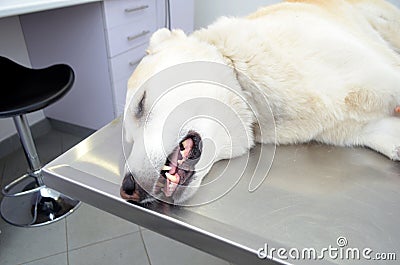 Large dog under anaesthesia Stock Photo