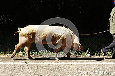 Large domestic pig being walked along the road to the farm Stock Photo