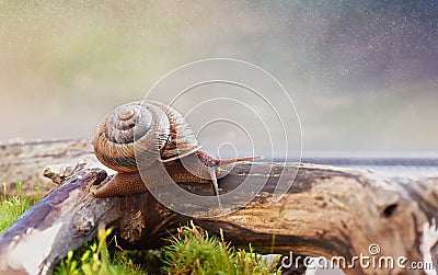 Large domestic snail, unusual pets . Keeping snails at home. Close up Stock Photo