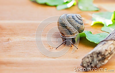 Large domestic snail, unusual pets . Keeping snails at home. Copy space. Close-up Stock Photo