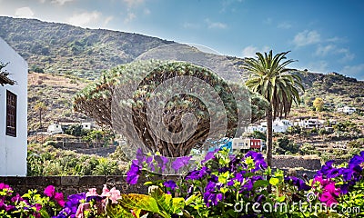 Large Dragon tree in Icod, Tenerife, Spain Editorial Stock Photo