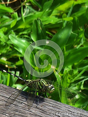 Large dragonfly with its wings fully extended in a remarkable display Stock Photo