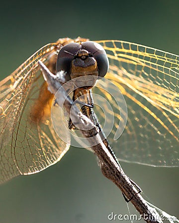 a large dragonfly with its wings spread out to dry on top Stock Photo