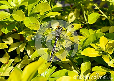 Large Dragonfly resting on a yellow bush. Stock Photo