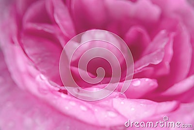 Large drops of dew on pink rose petals close-up. Texture. Blurry Stock Photo